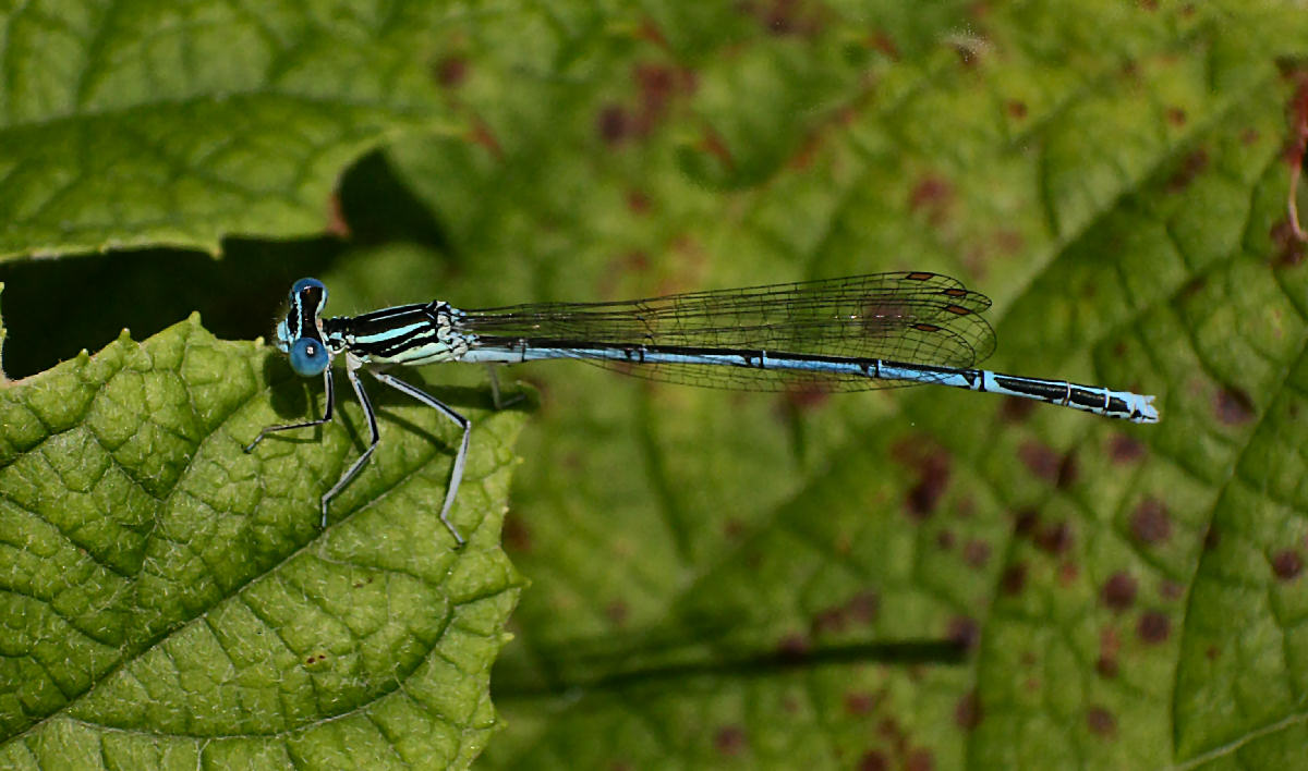 libellulina da identificare: Platycnemis pennipes